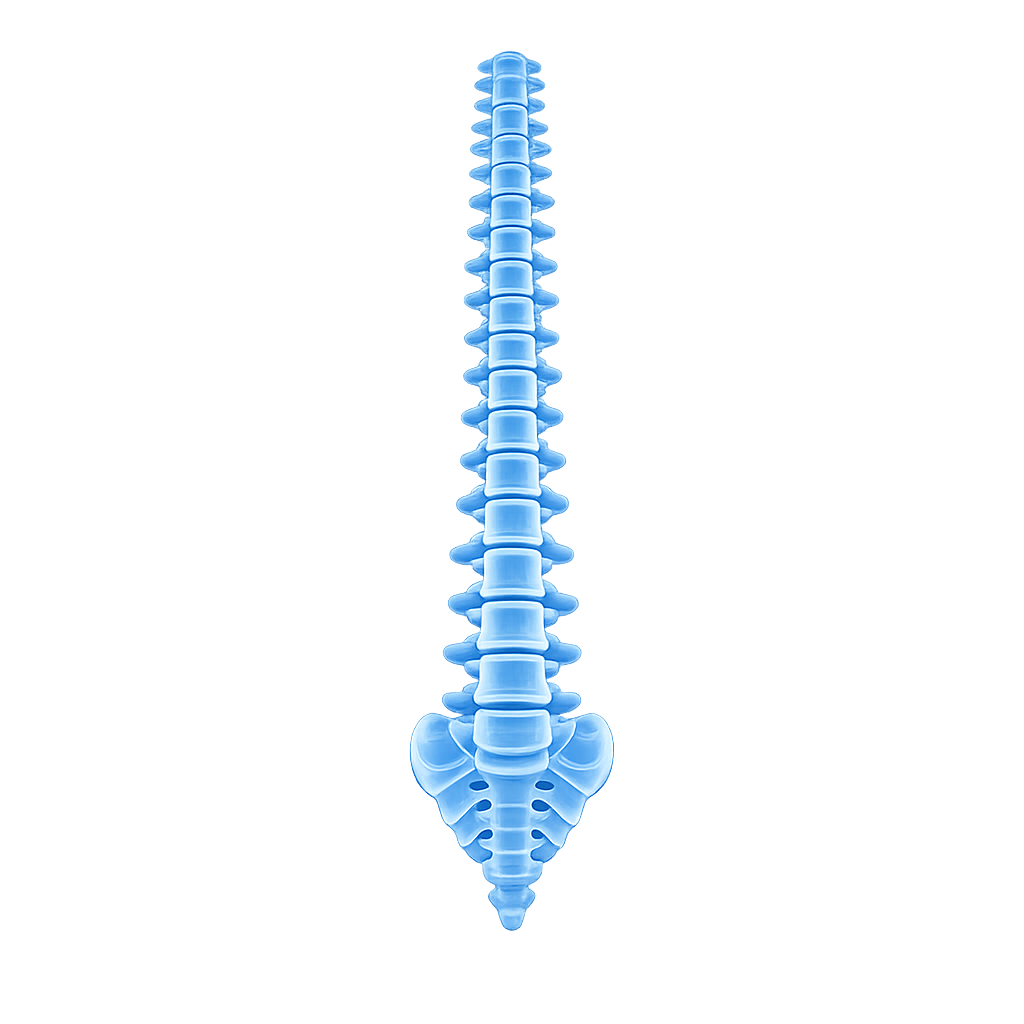 Spine