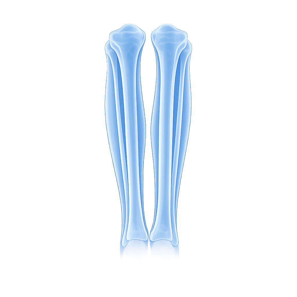 Tibia